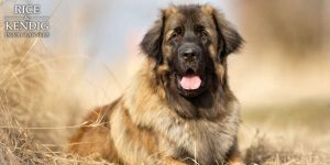 what dog breed has the strongest bite force